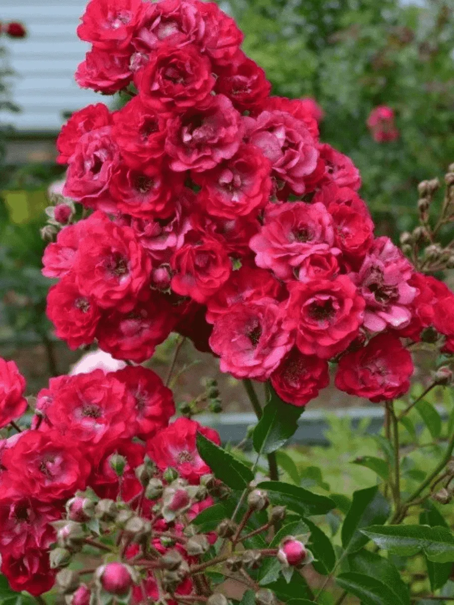 Роза штамбовая Fairy Dance