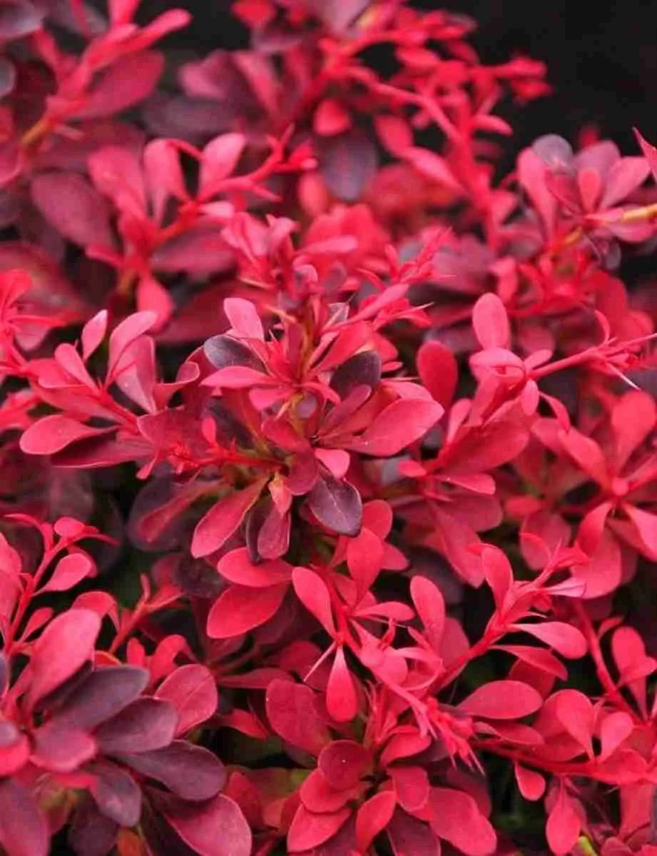 Барбарис Тунберга Red Dj