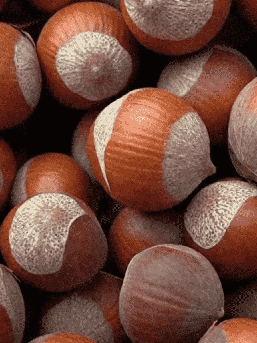 Фундук Tonda Romana