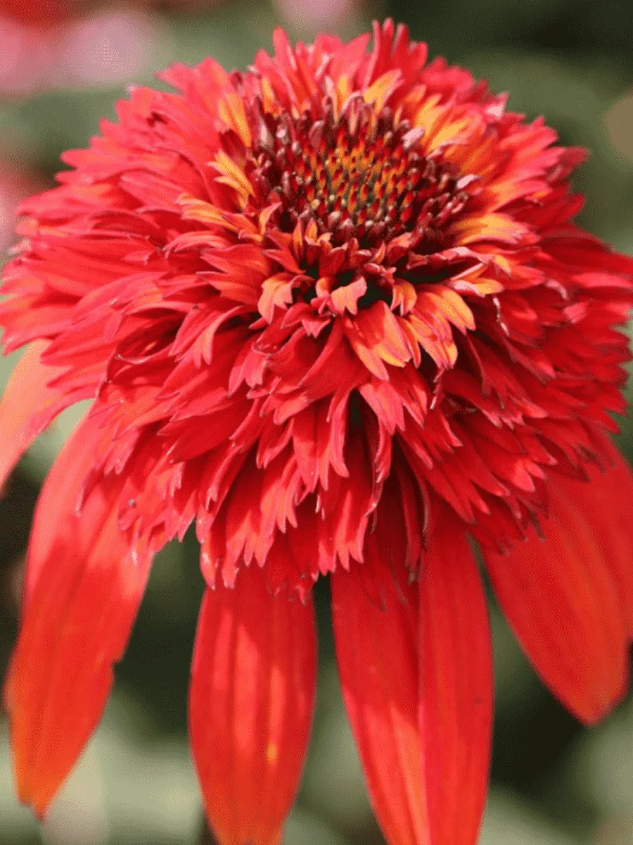 Эхинацея пурпурная Hot Papaya