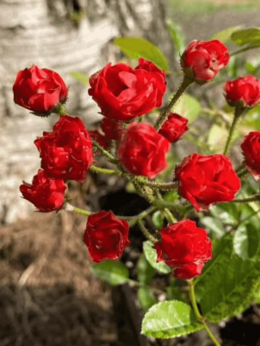 Роза почвопокровная Капелька