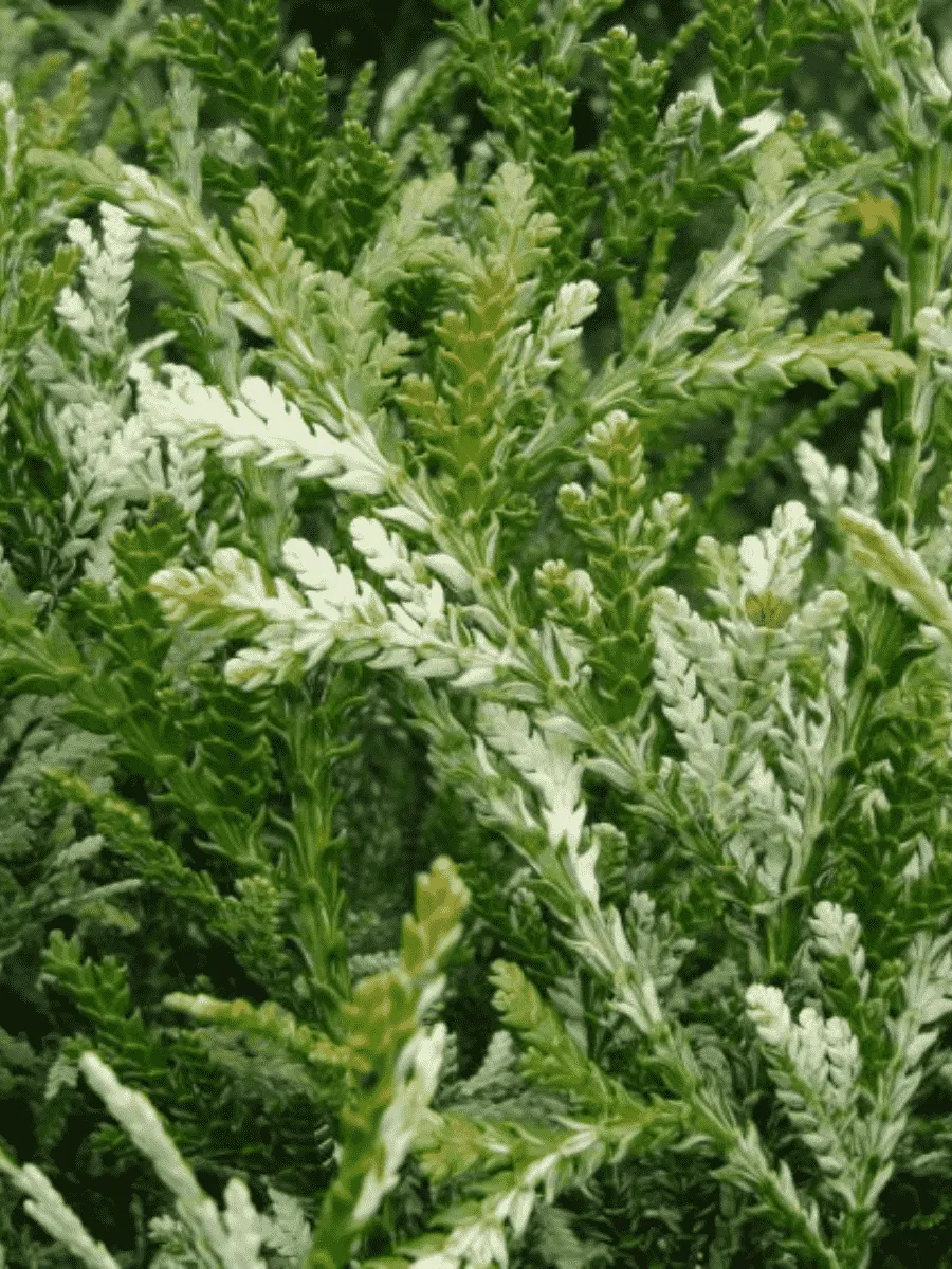 Туевик долотовидный Variegata