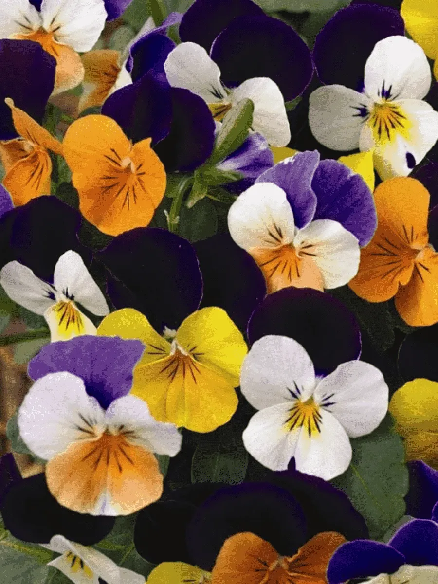 Виола рогатая Admire Jump Up Mix