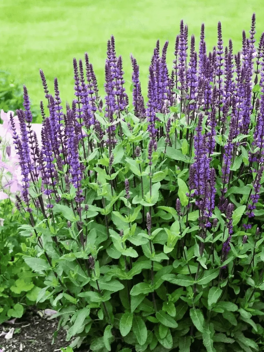 Шалфей дубравный Caradonna Compact