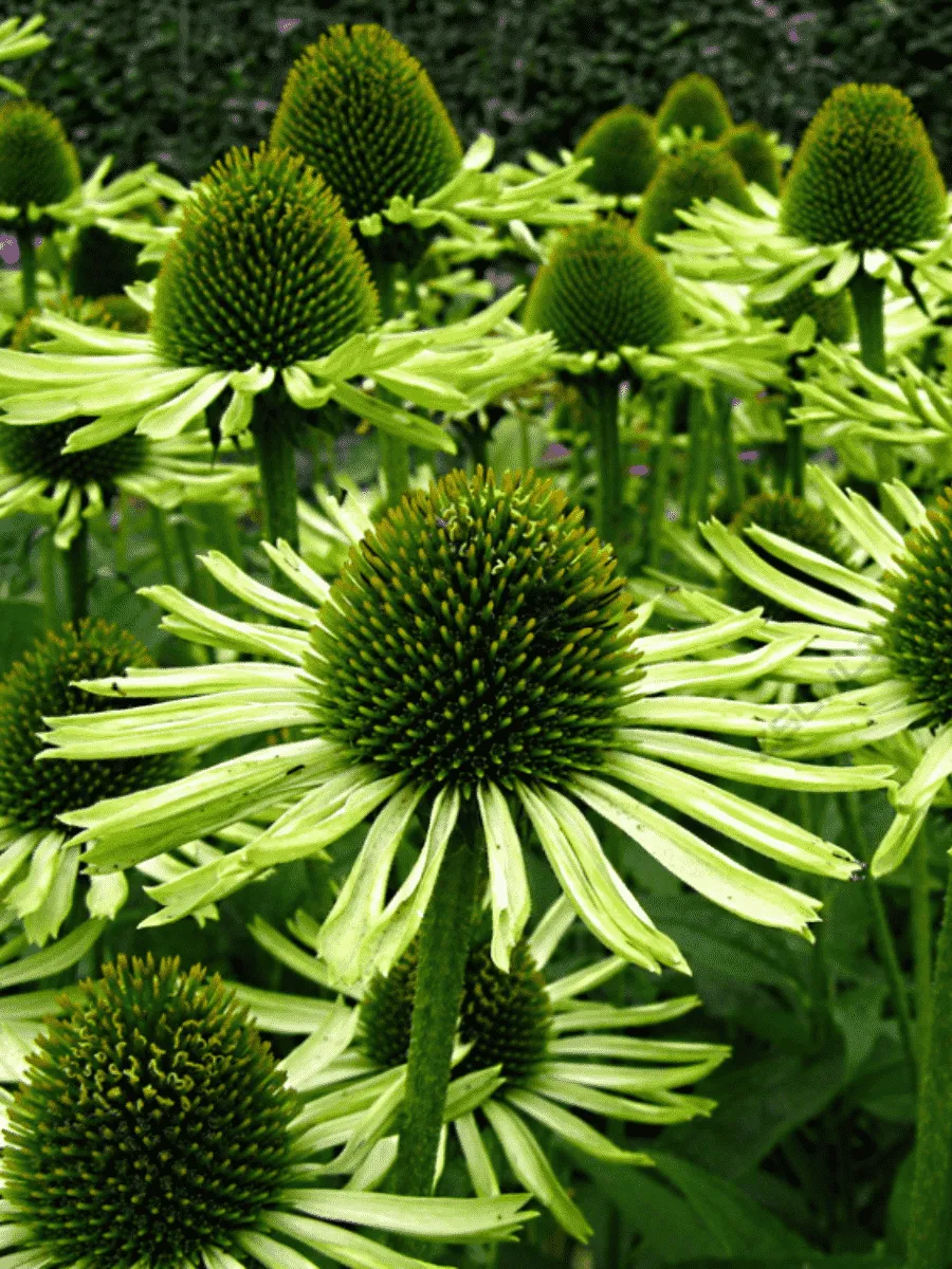 Эхинацея пурпурная Green Jewel