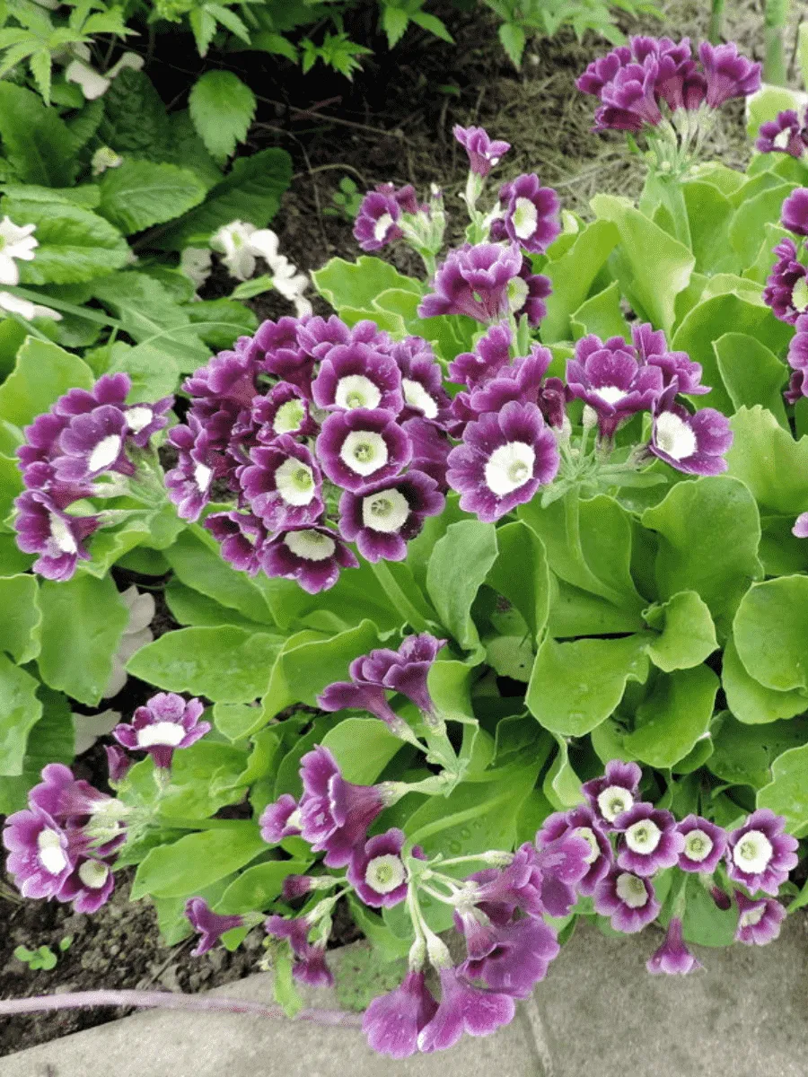 Примула ушковая