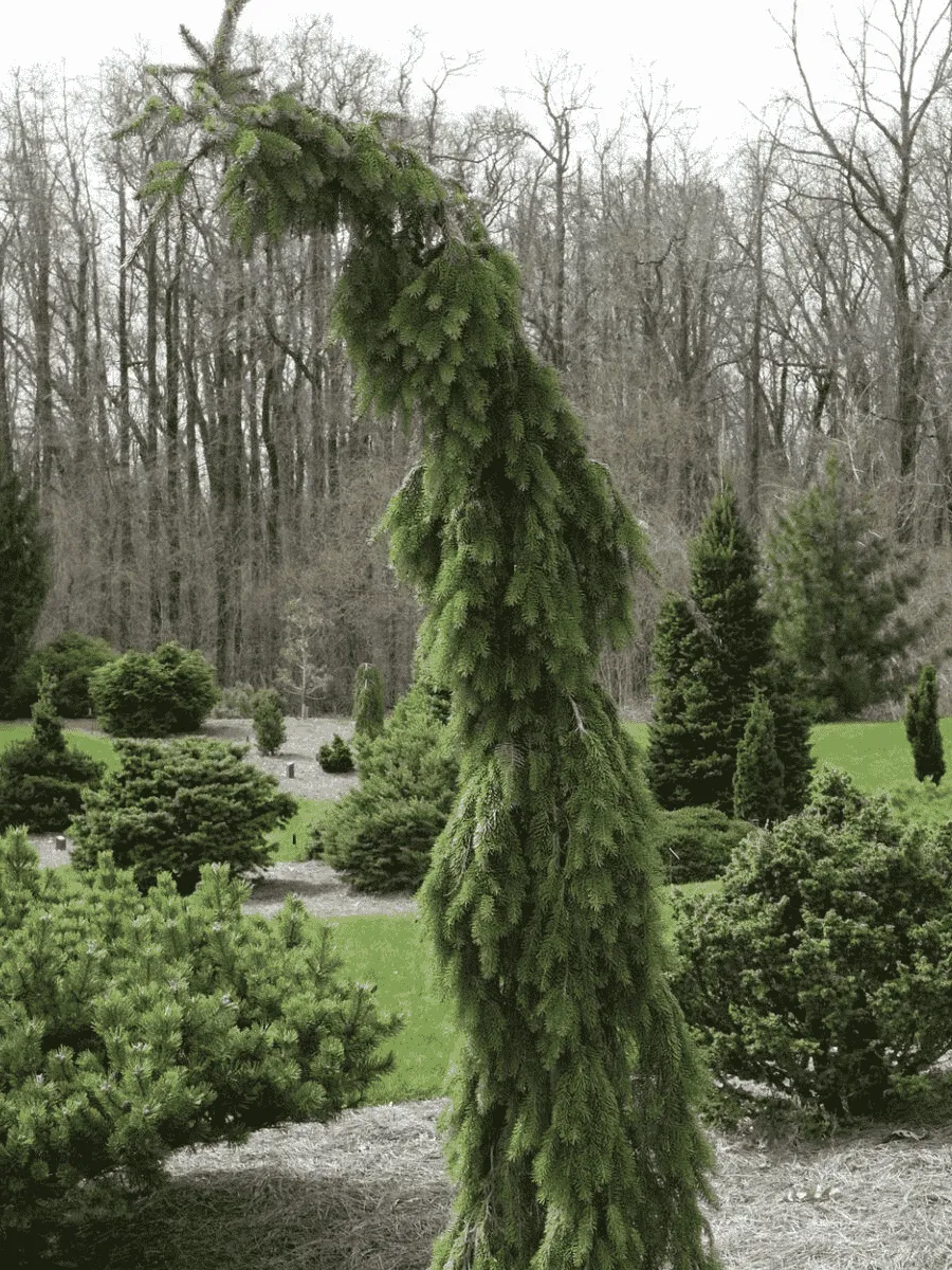 Ель сербская Bruns