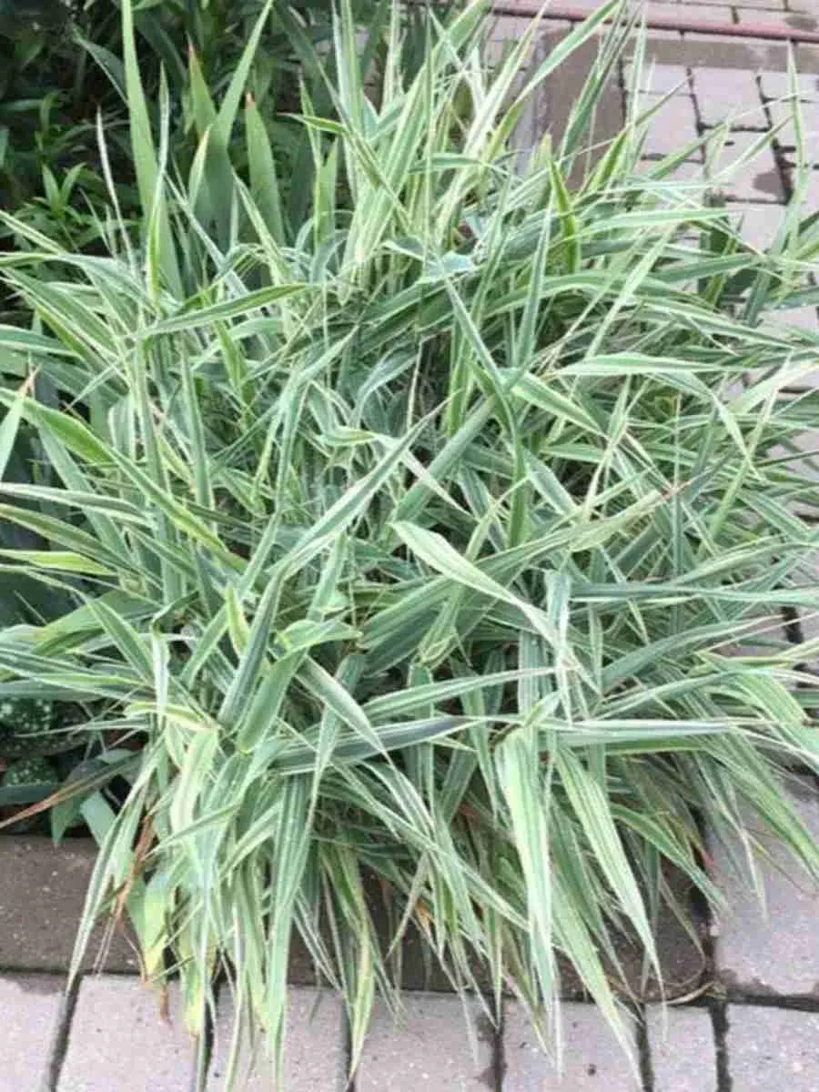 Фалярис тростниковый Dwarf Garters