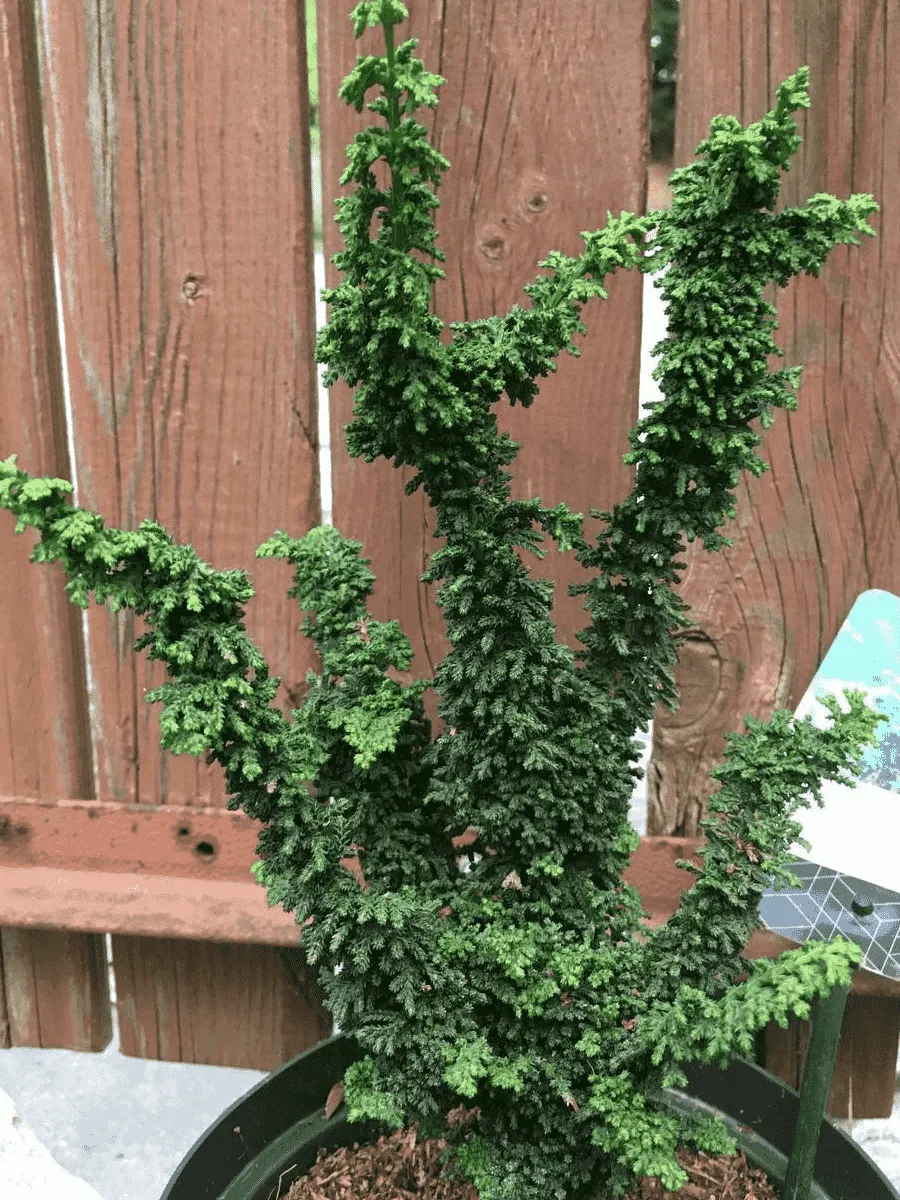 Кипарисовик тупой Chirimen