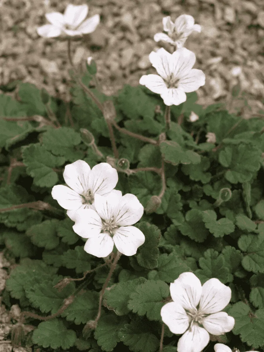 Аистник Рейхарда Album