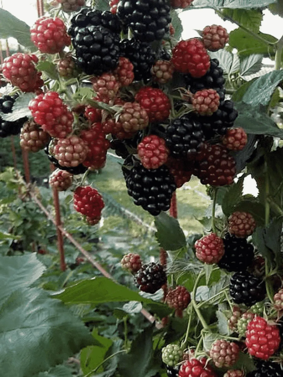 Ежевика Chester