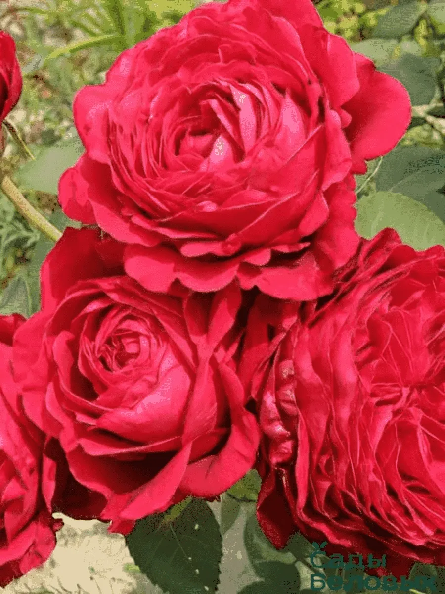 Роза флорибунда Rose des 4 Vents