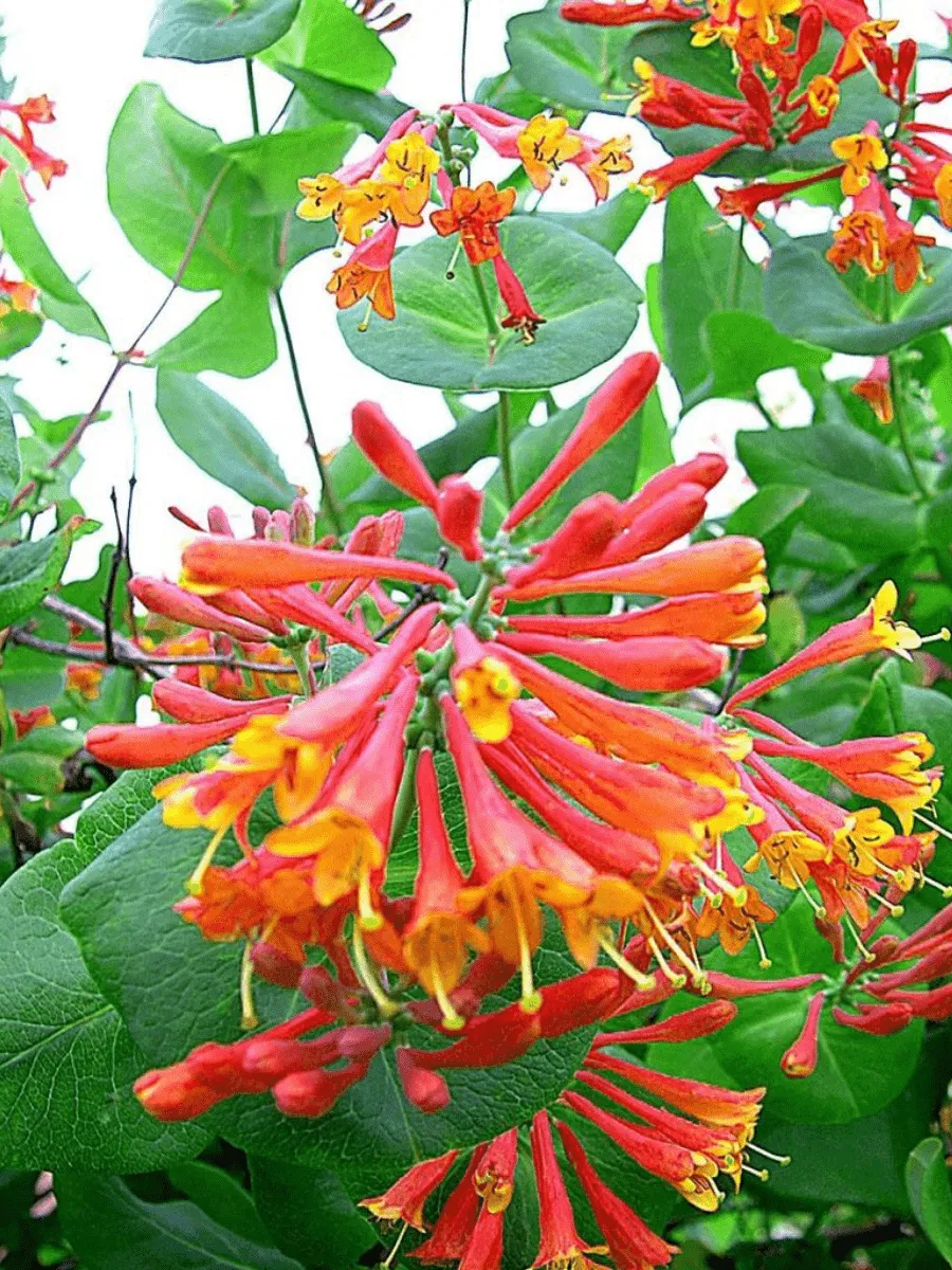 Жимолость Брауна Dropmore Scarlet