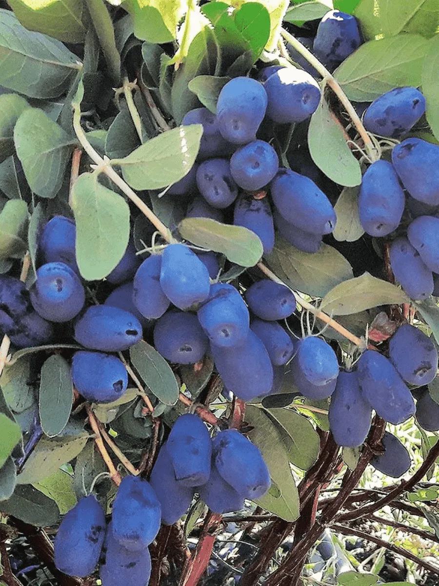 Жимолость плодовая Indigo Gem