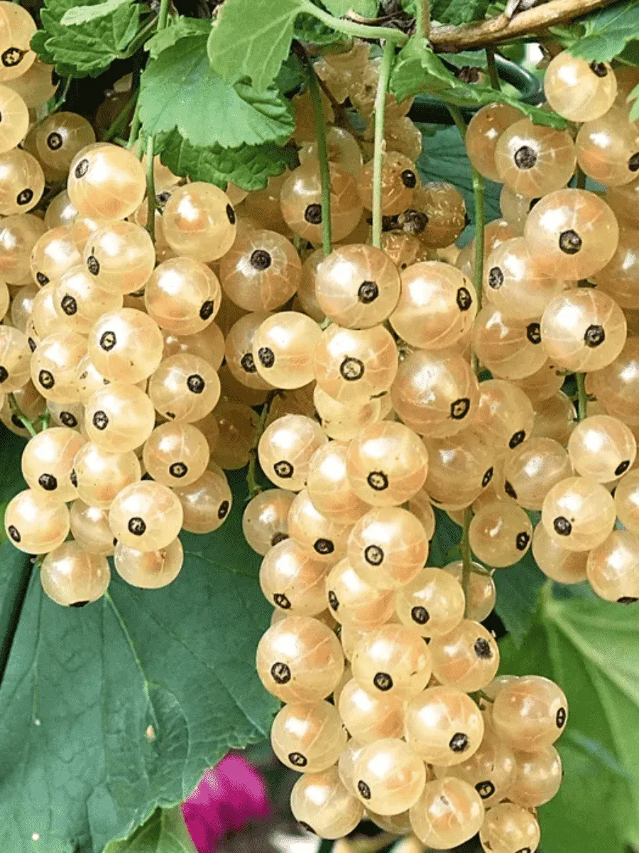 Смородина красная Белая фея