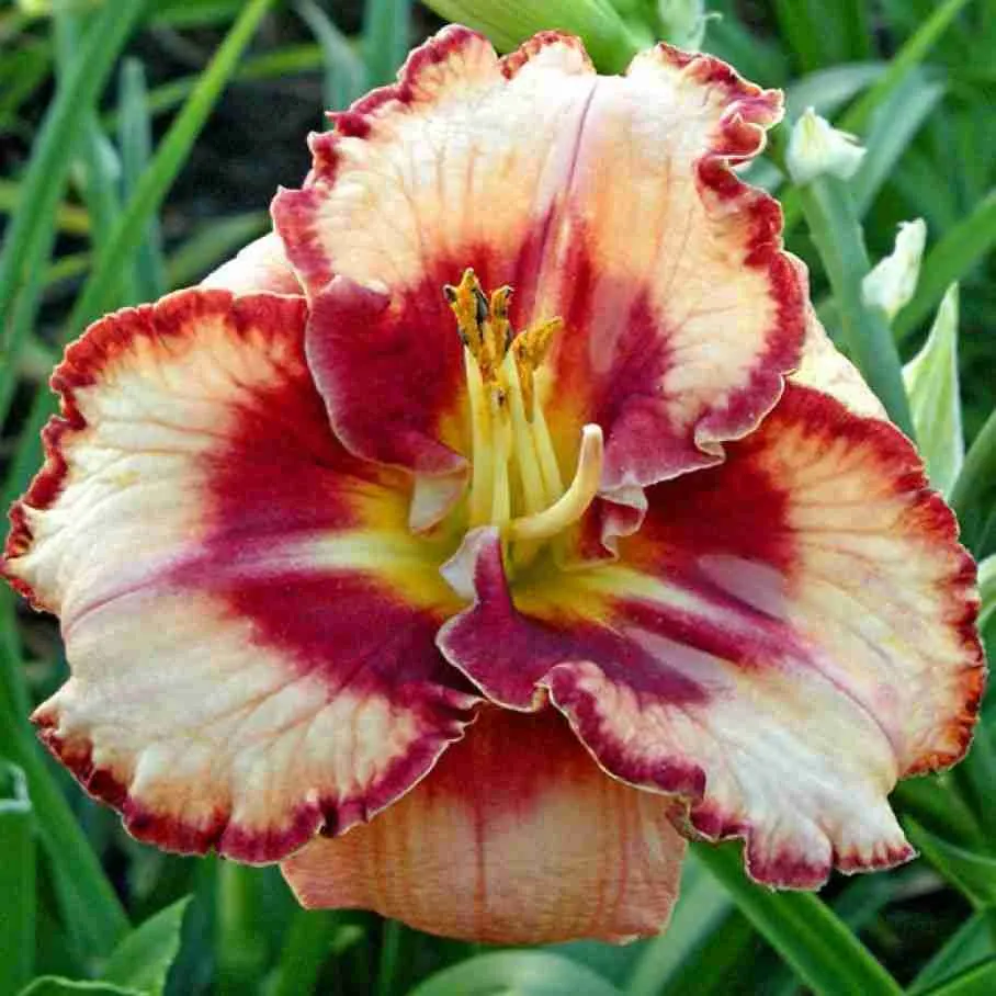 Лилейник Lies and Lipstick