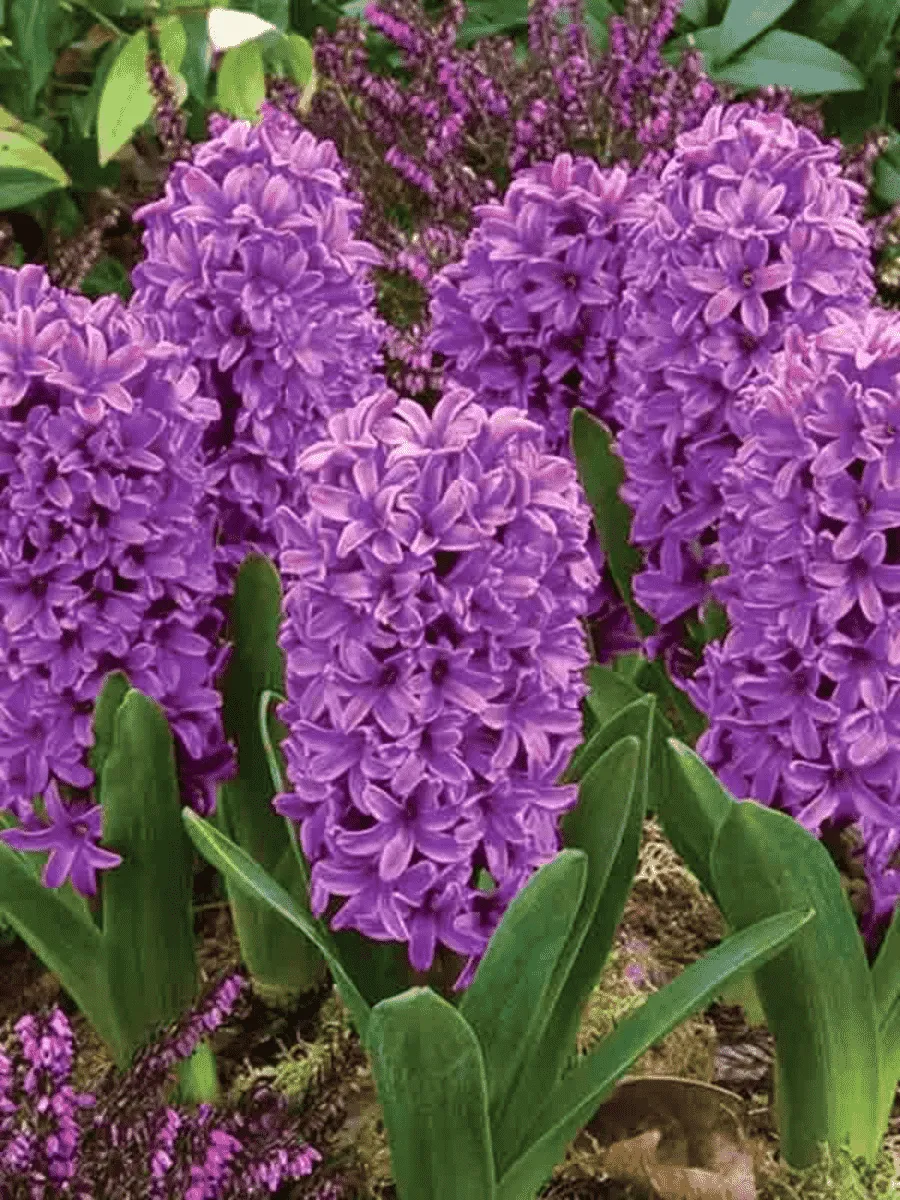 Гиацинт Broadway