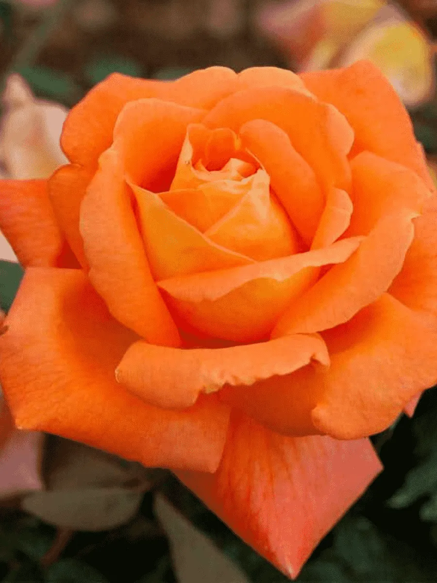 Роза Чайно-гибридная Louis de Funes