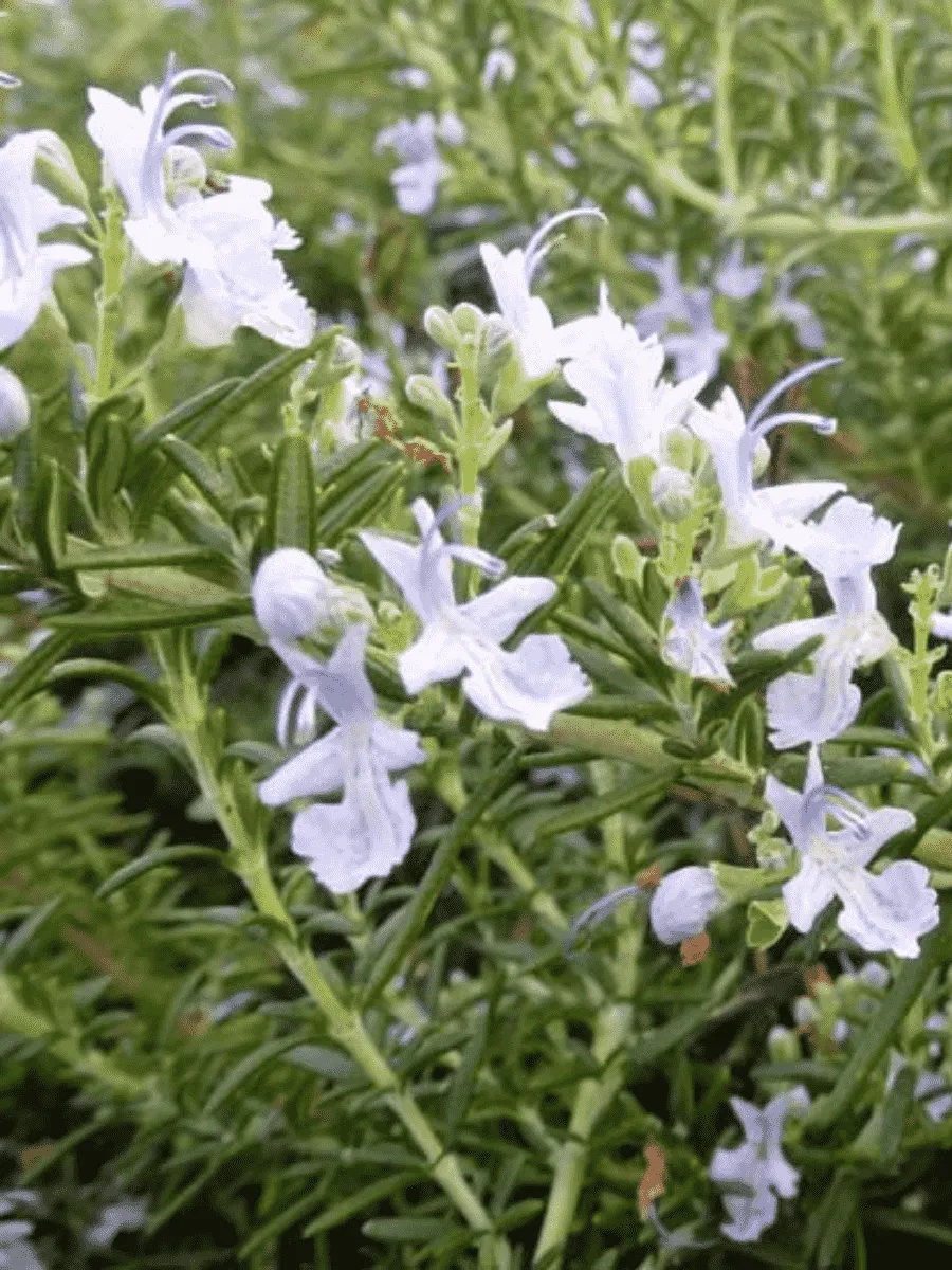 Розмарин лекарственный Capri