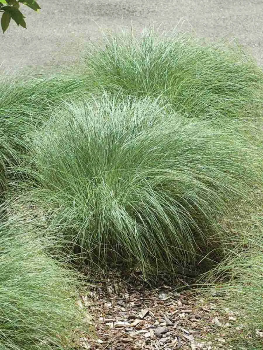 Осока власовидная Amazon Mist