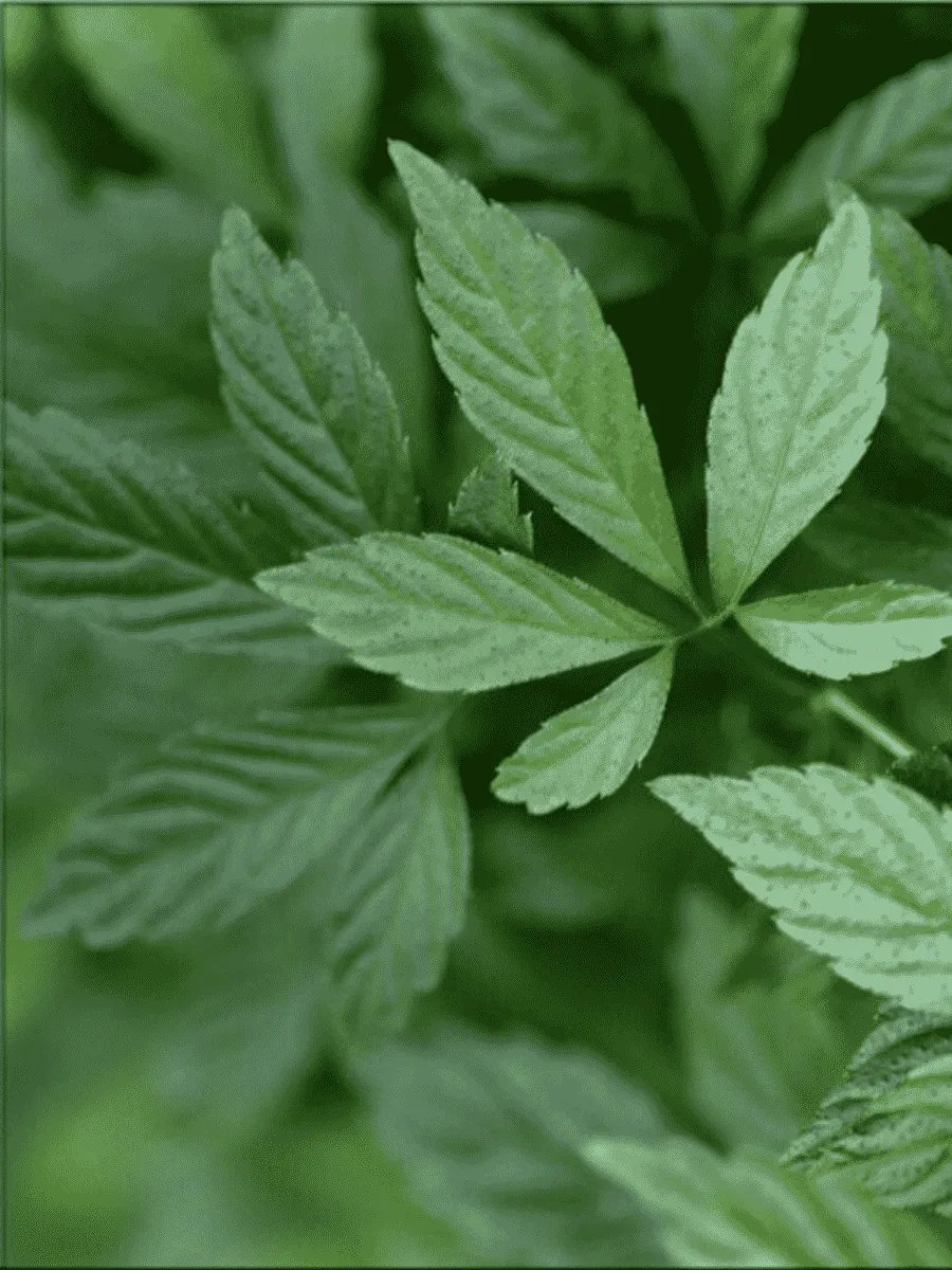 Гиностемма пятилистная