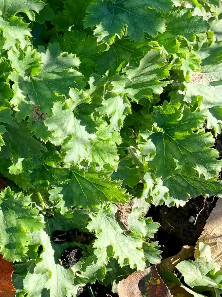 Гейхера Malachite