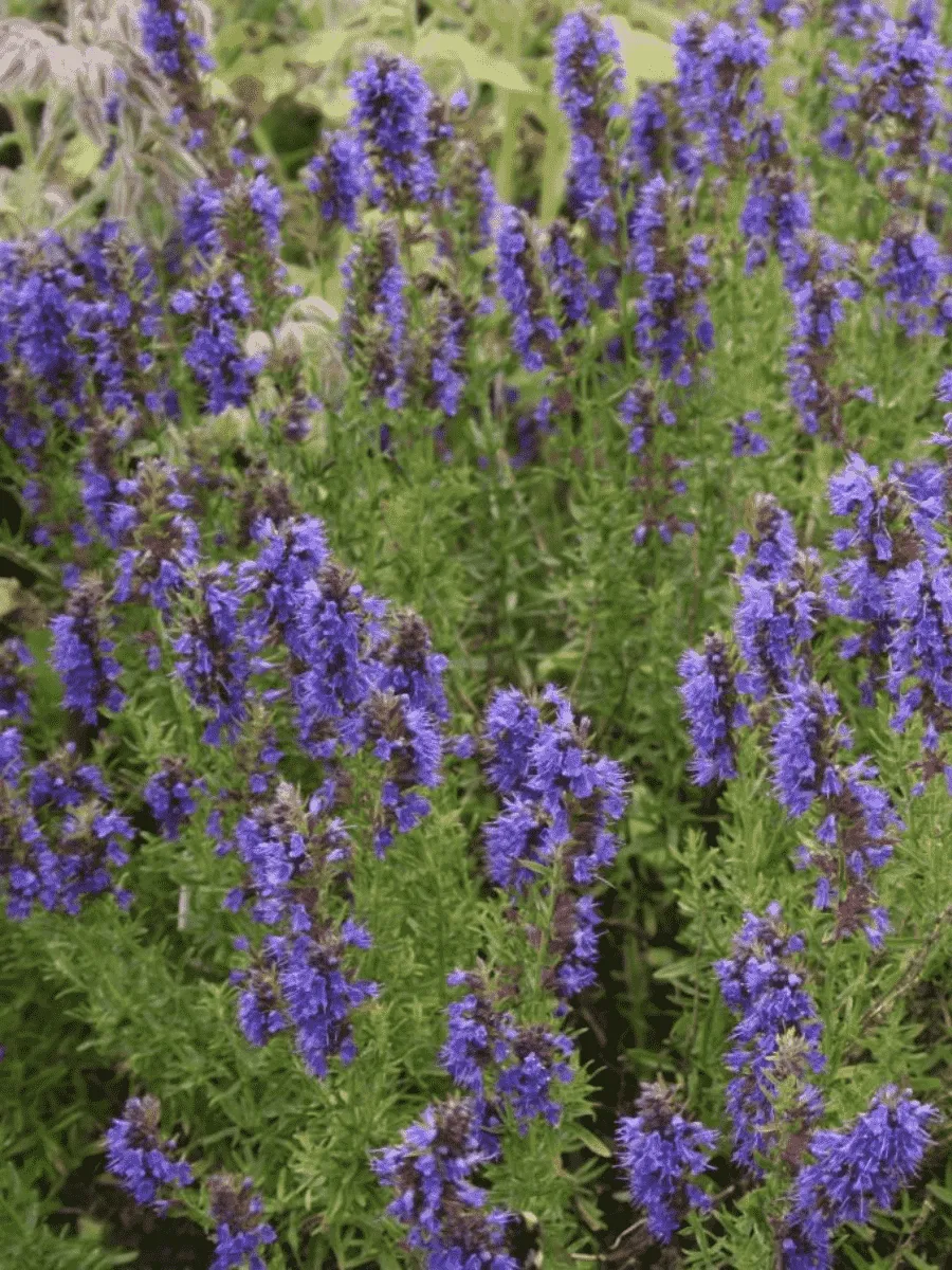 Иссоп лекарственный Nectar Blue