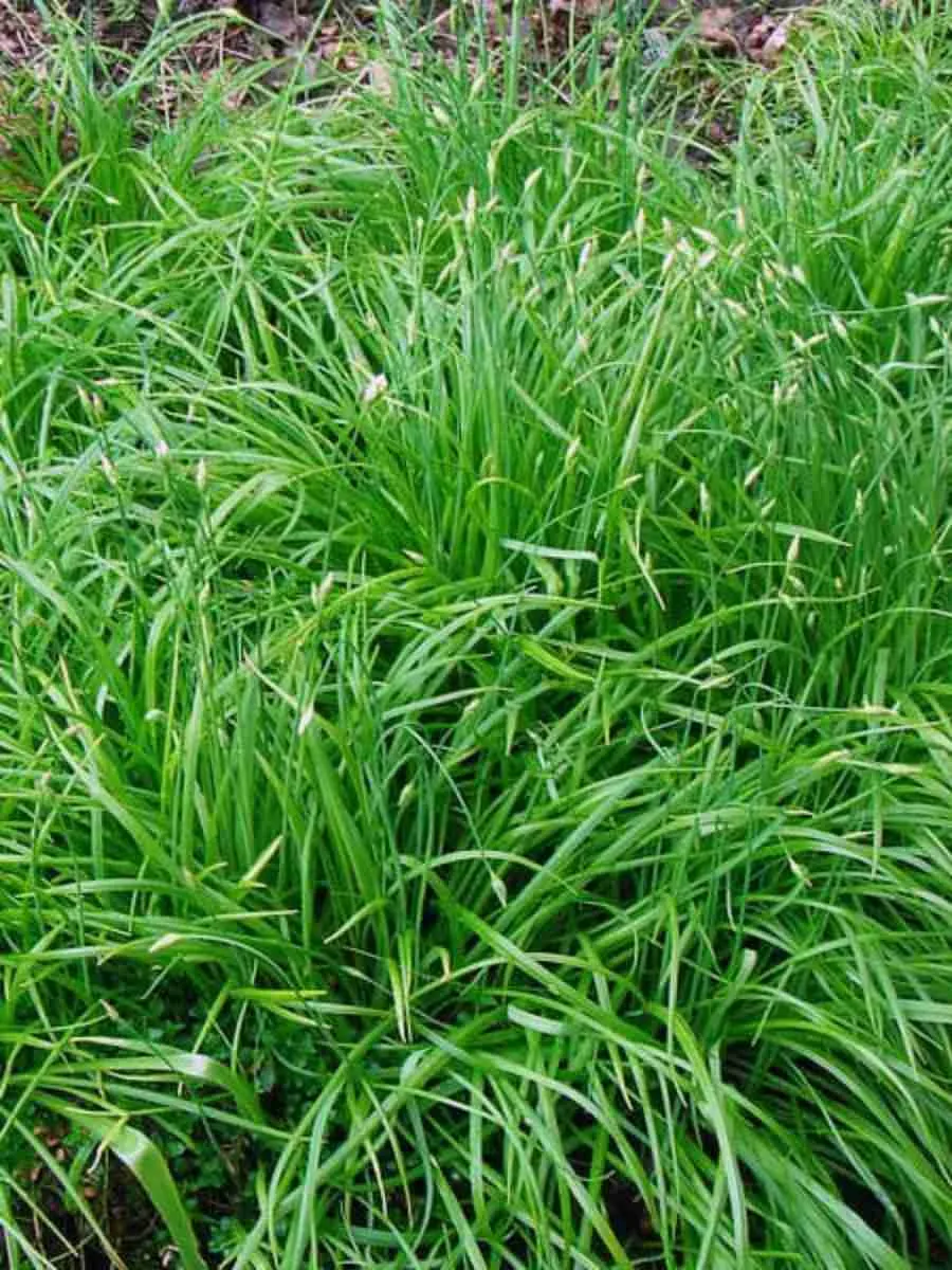 Ожика лесная Starmaker