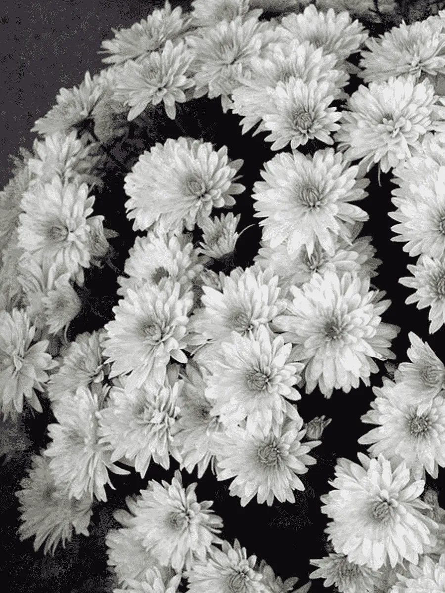 Хризантема мелкоцветковая Baby mum white