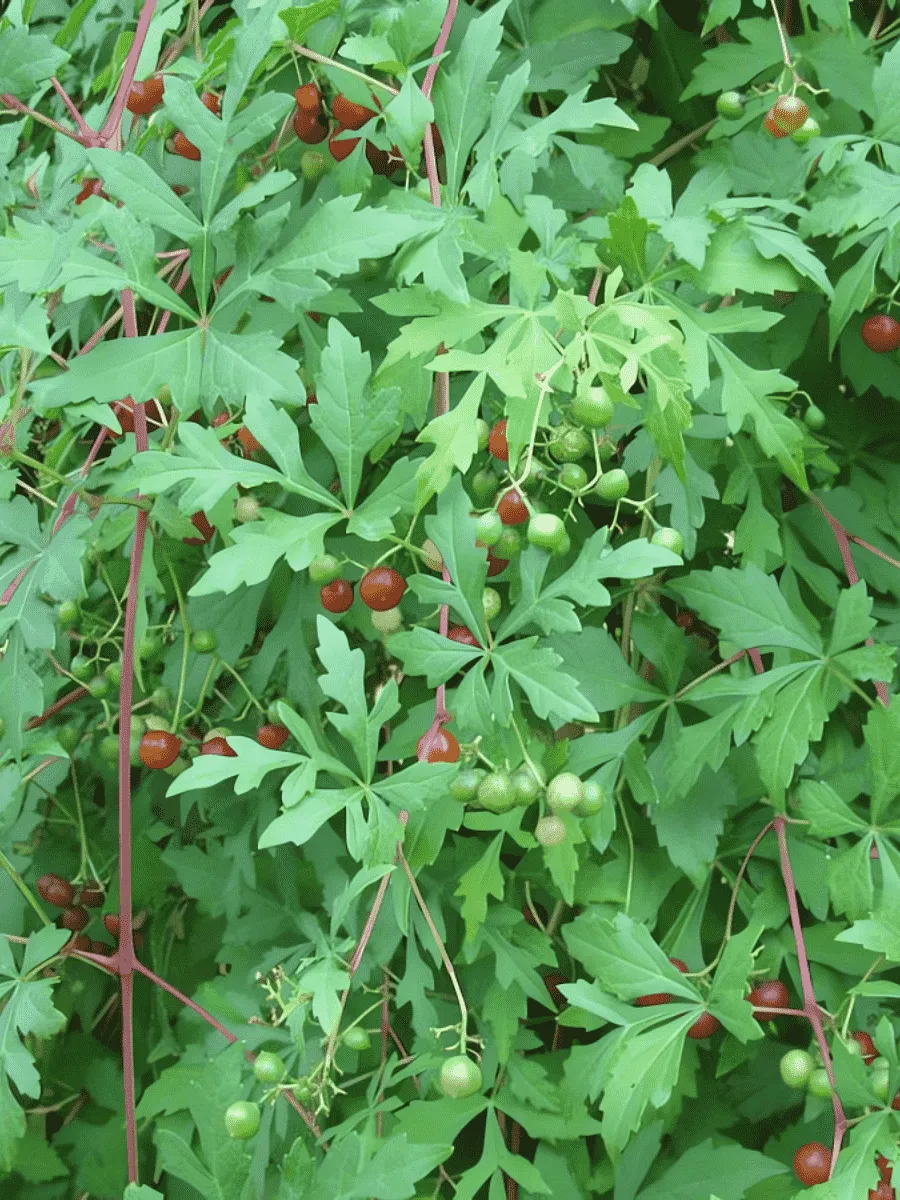 Виноградовник аконитолистный Seattle