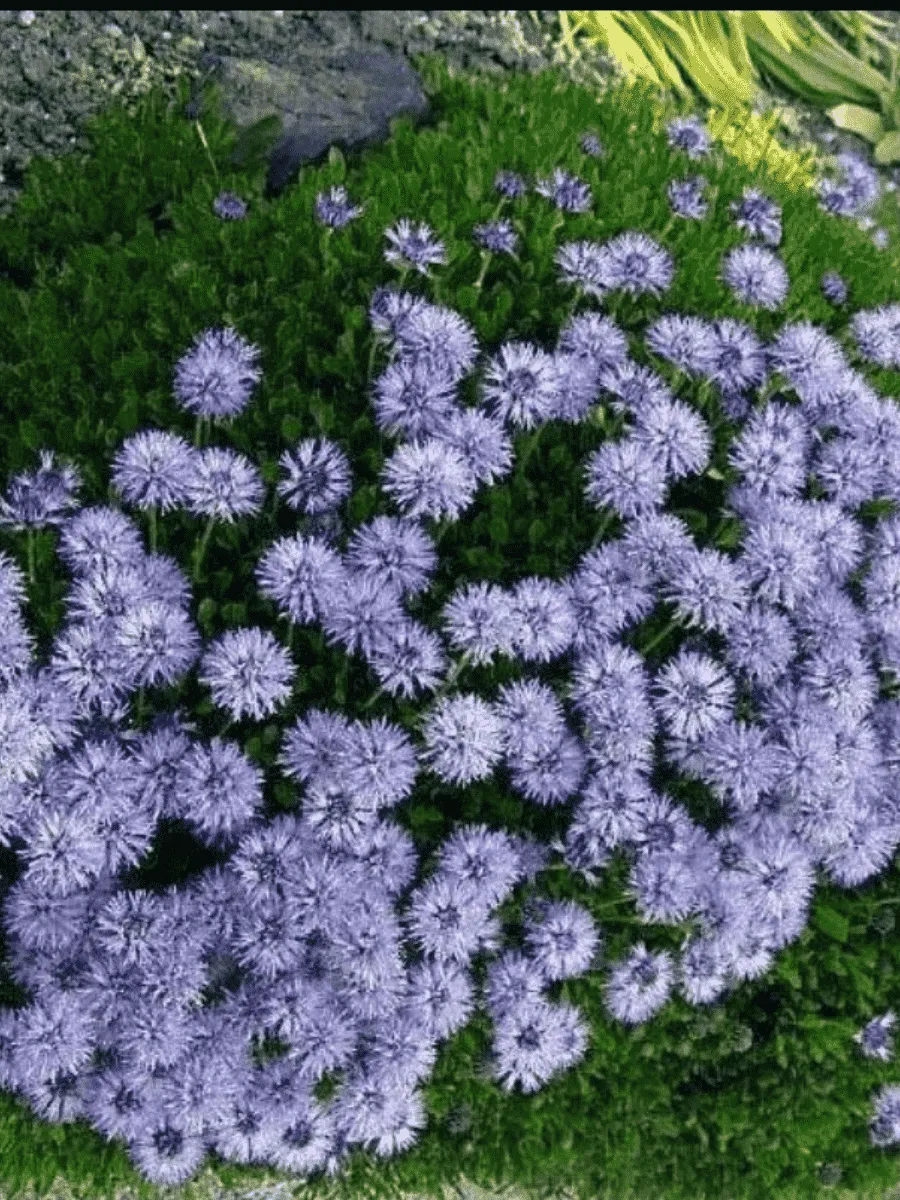 Глобулярия