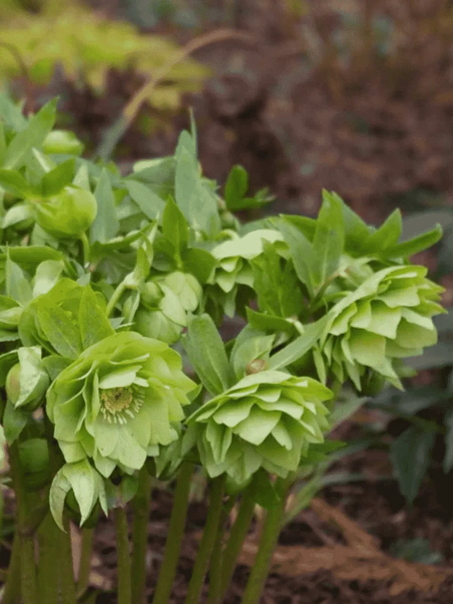 Морозник восточный Double Ellen Green