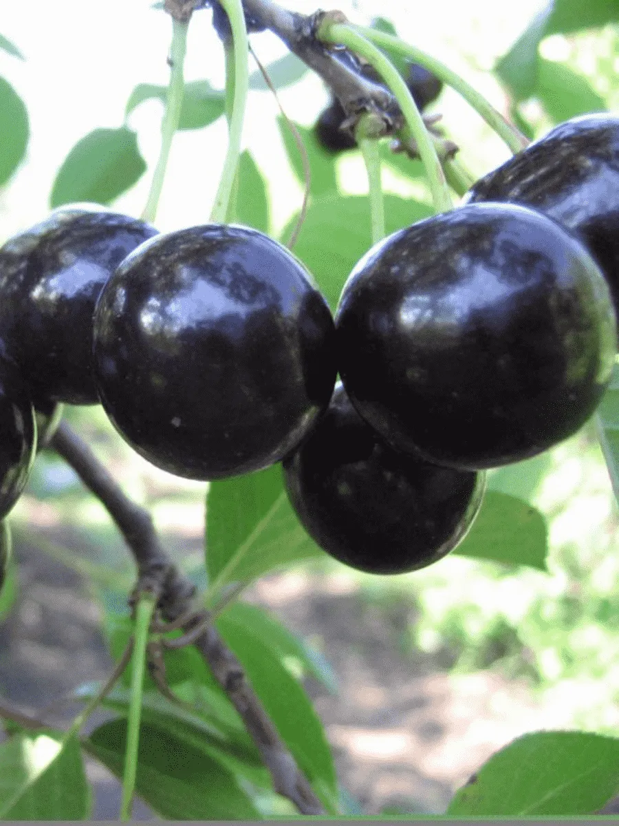 Дюк (Черевишня) Черная крупная