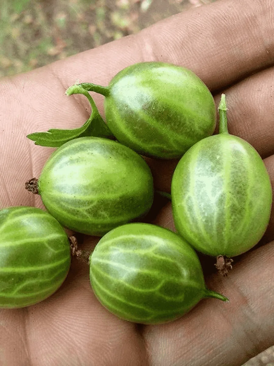 Крыжовник обыкновенный Малахит