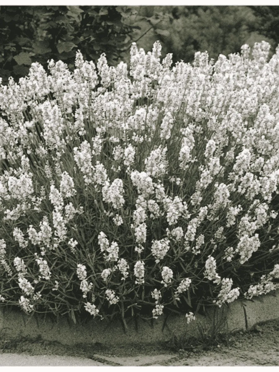 Лаванда узколистная Вайт Сцент компакт