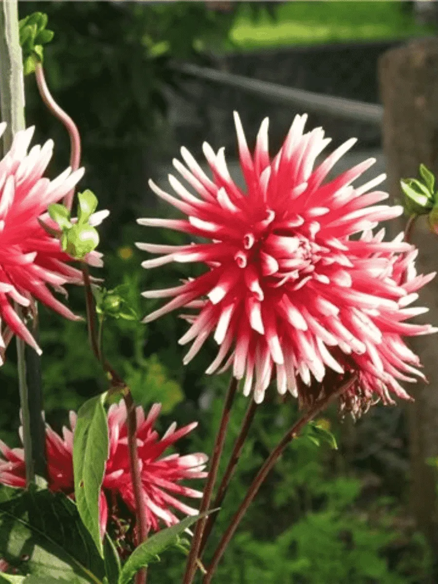 Георгина Pfitzers Joker