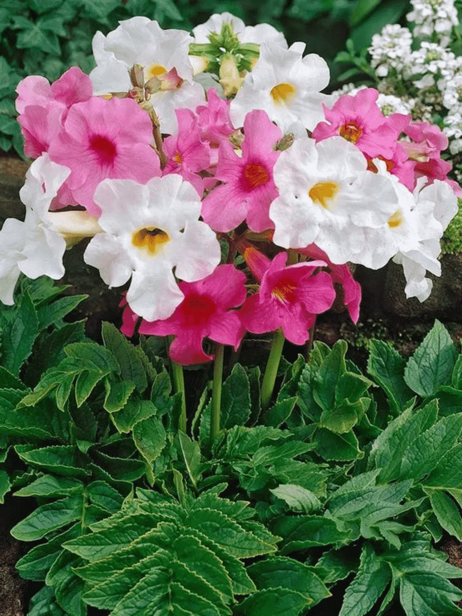 Инкарвиллея