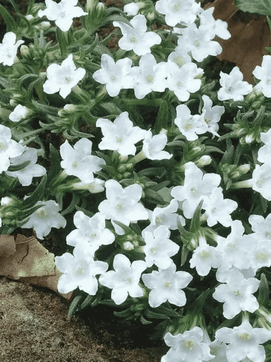 Литодора раскидистая White