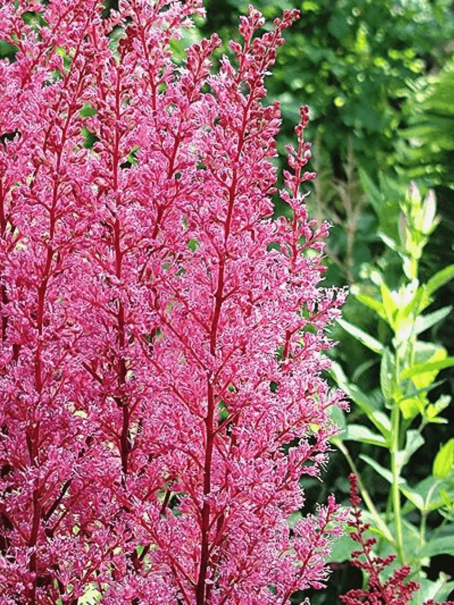 Астильба арендса Look at Me