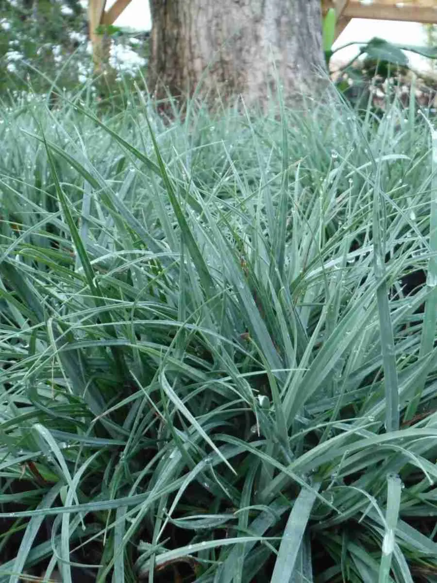 Осока повислая Blue Zinger