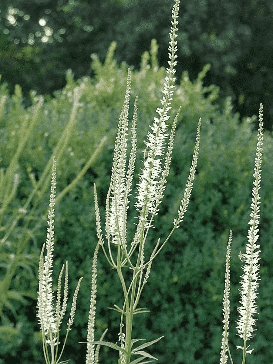 Вероникаструм виргинский Diana