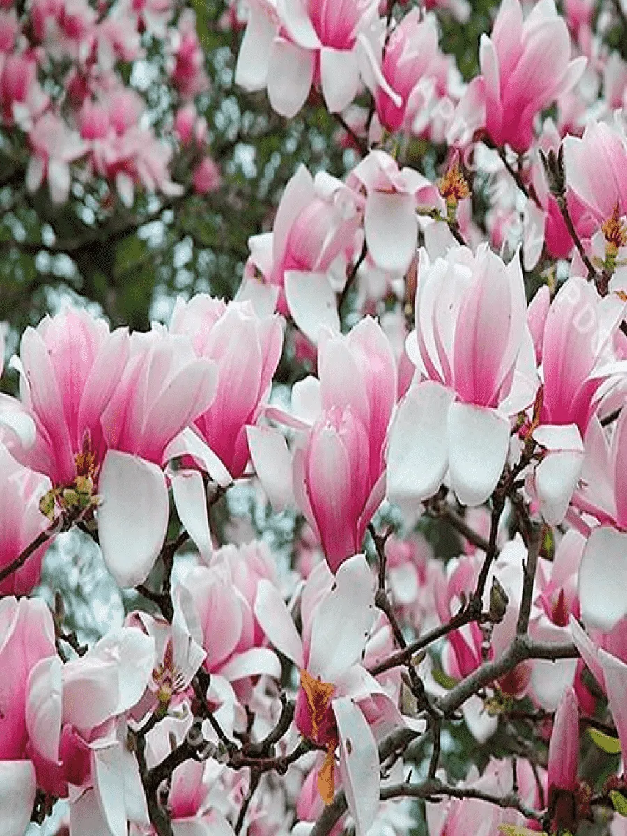 Магнолия суланжа Verbanica