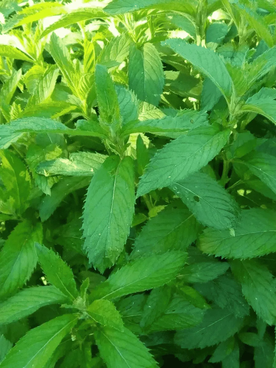 Мята колосистая Yakima