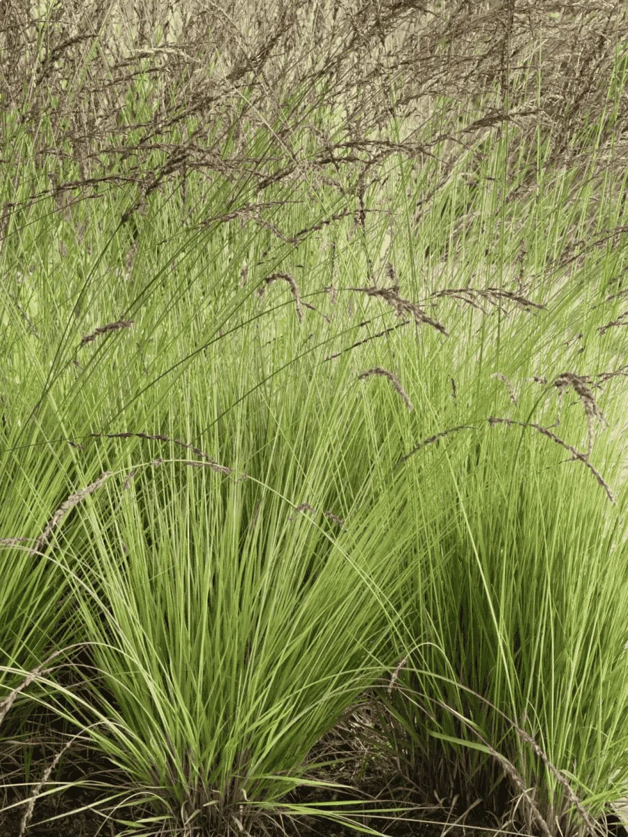 Молиния голубая Edith Dudszus