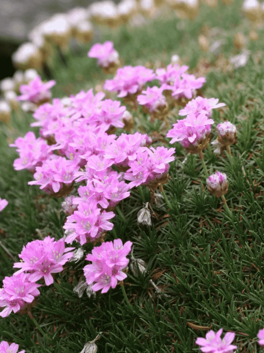 Армерия можжевелолистная