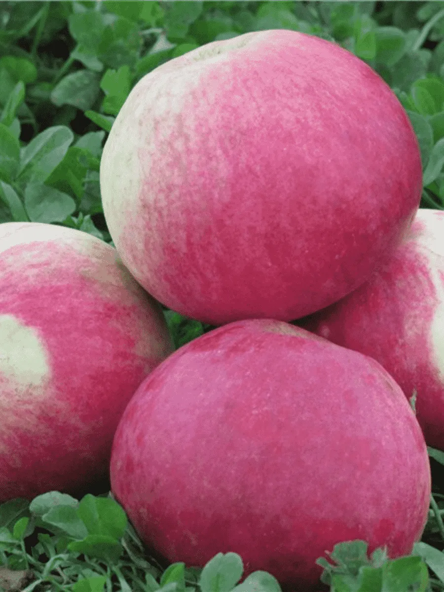 Яблоня Мелба