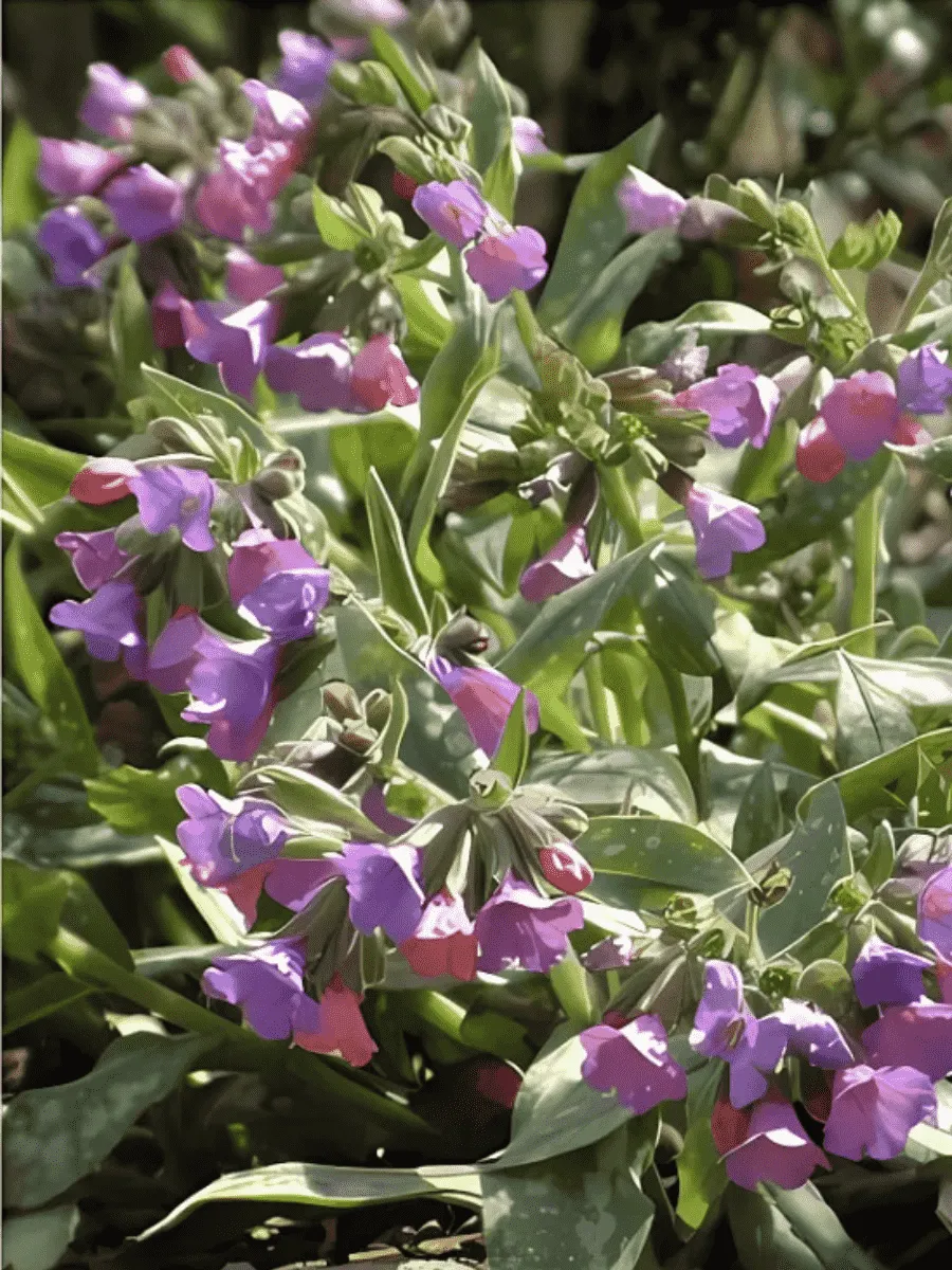 Медуница гибридная Margery Fish