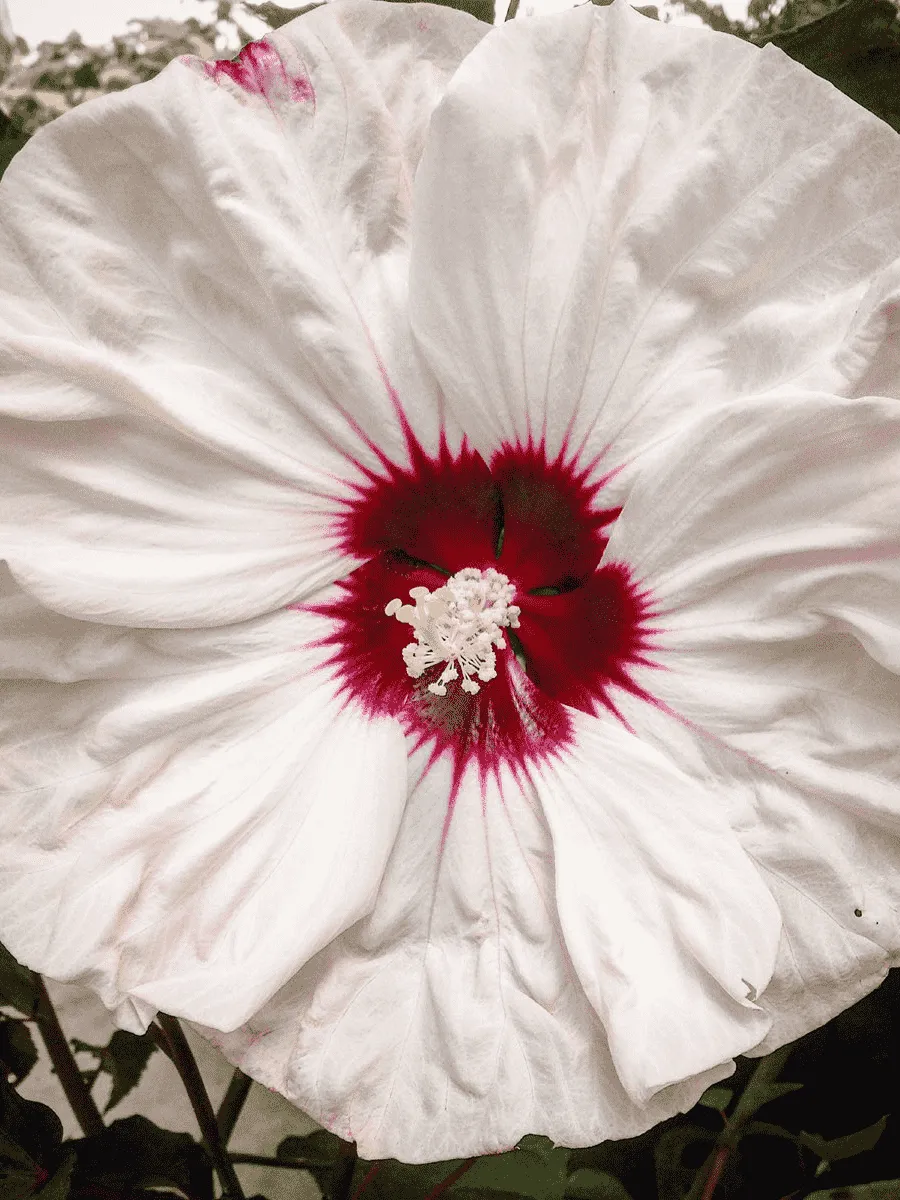 Гибискус болотный Luna White