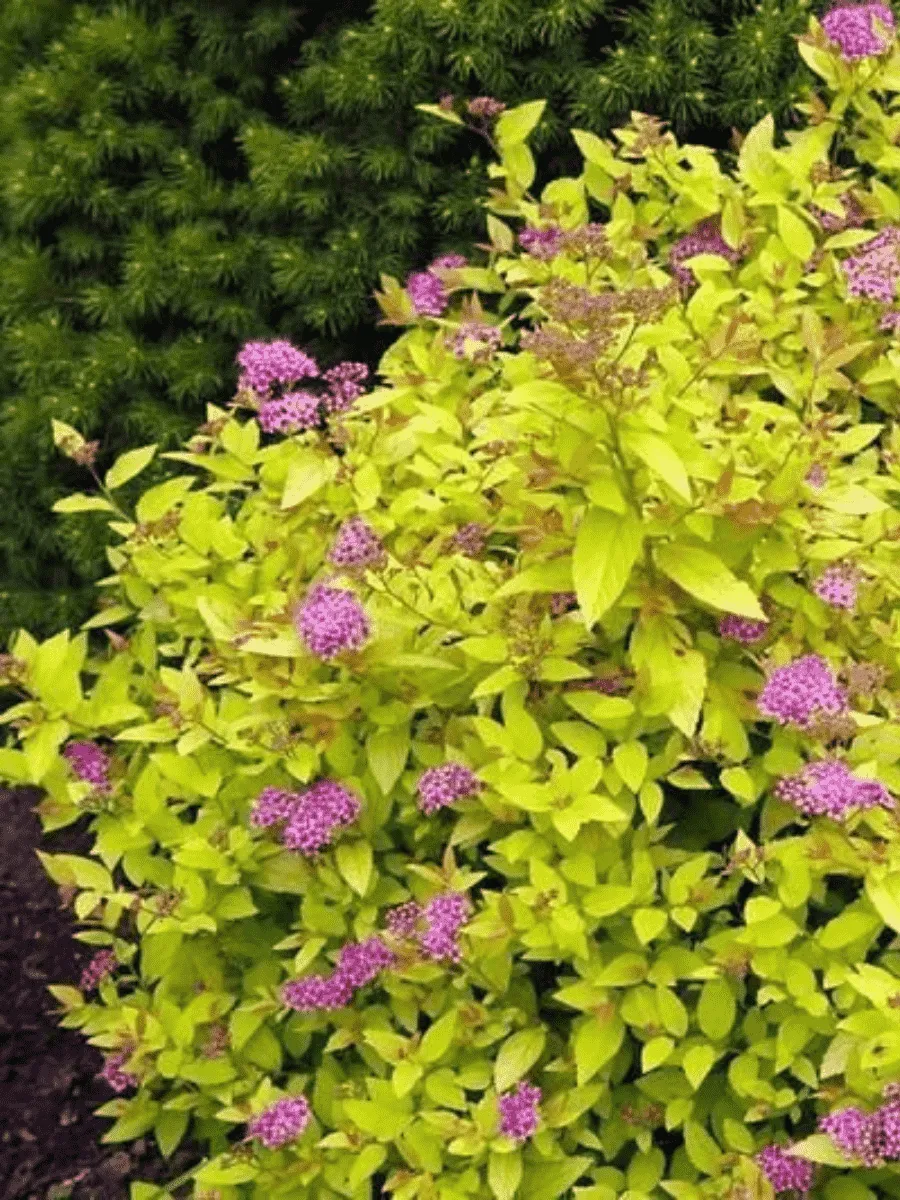 Спирея японская Golden princess