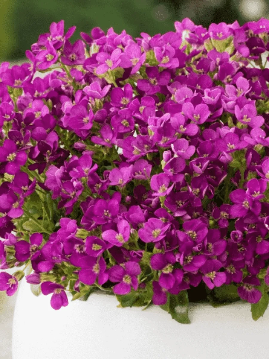 Арабис кавказский Little Treasure Deep Rose